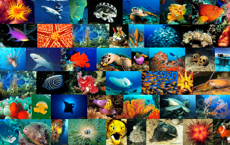 Die 100 Besten Tauchreviere Der Welt